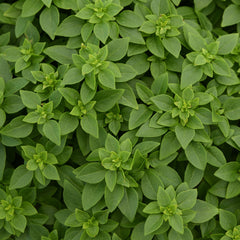 Bonsai Basil