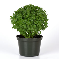 Bonsai Basil