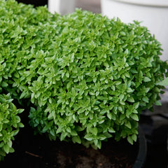 Bonsai Basil