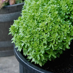 Bonsai Basil