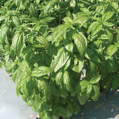 Aroma II Basil