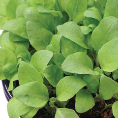Holy Green Basil