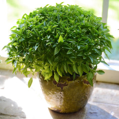 Finissimo Verde A Palla Basil