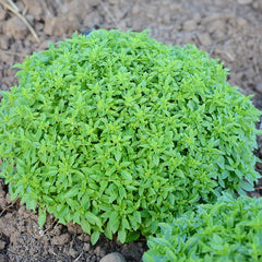 Finissimo Verde A Palla Basil