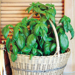 Sweet Basil