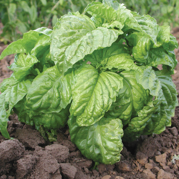 Mammoth Sweet Basil