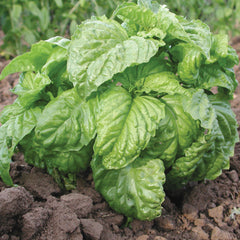 Mammoth Sweet Basil