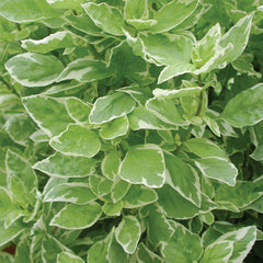 Pesto Perpetuo Basil