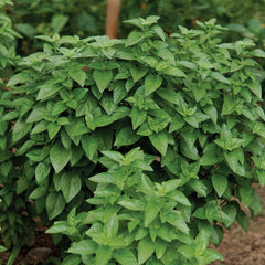 Everleaf Emerald Towers Basil