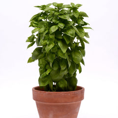 Everleaf Emerald Towers Basil