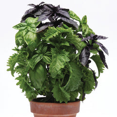 Try Basil Simplyherbs