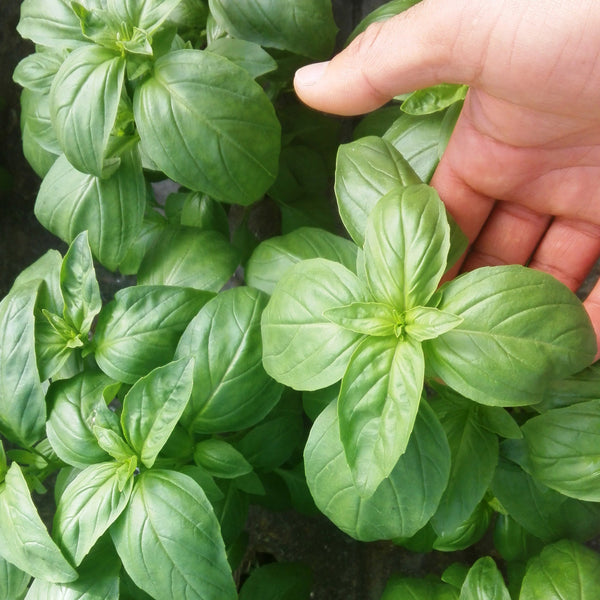 Prospera Basil