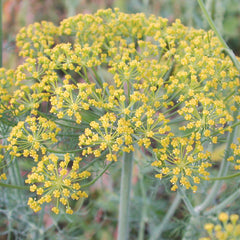 Fernleaf Dill