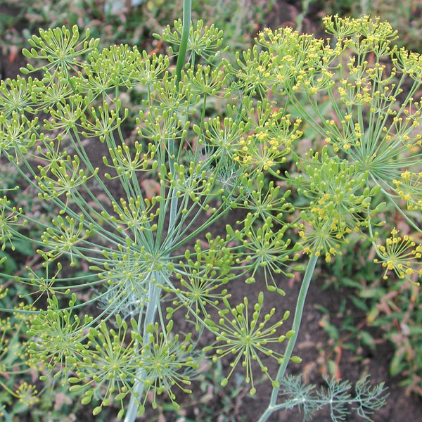 Long Island Mammoth Dill