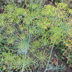 Long Island Mammoth Dill