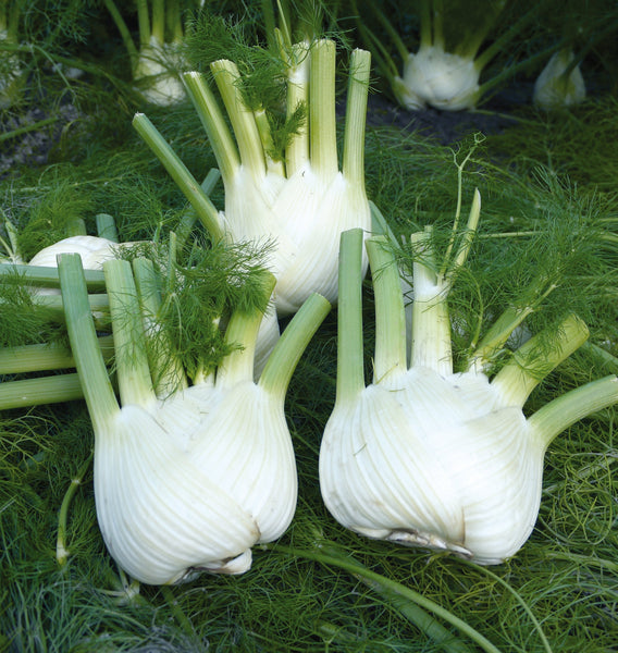 Preludio F1 Organic