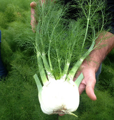 Preludio F1 Organic