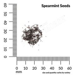 Spearmint Seeds, 200mg