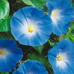 Morning Glory, Heavenly Blue Seeds, 1.9g