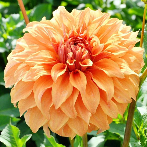 Dahlia Great Hercules Bulbs Perennial Growing Bonsai Roots Rhizomes Corms Tubers Potted Planting Reblooming Fragrant Garden Species Blooms Flower Seeds Plant Gardening