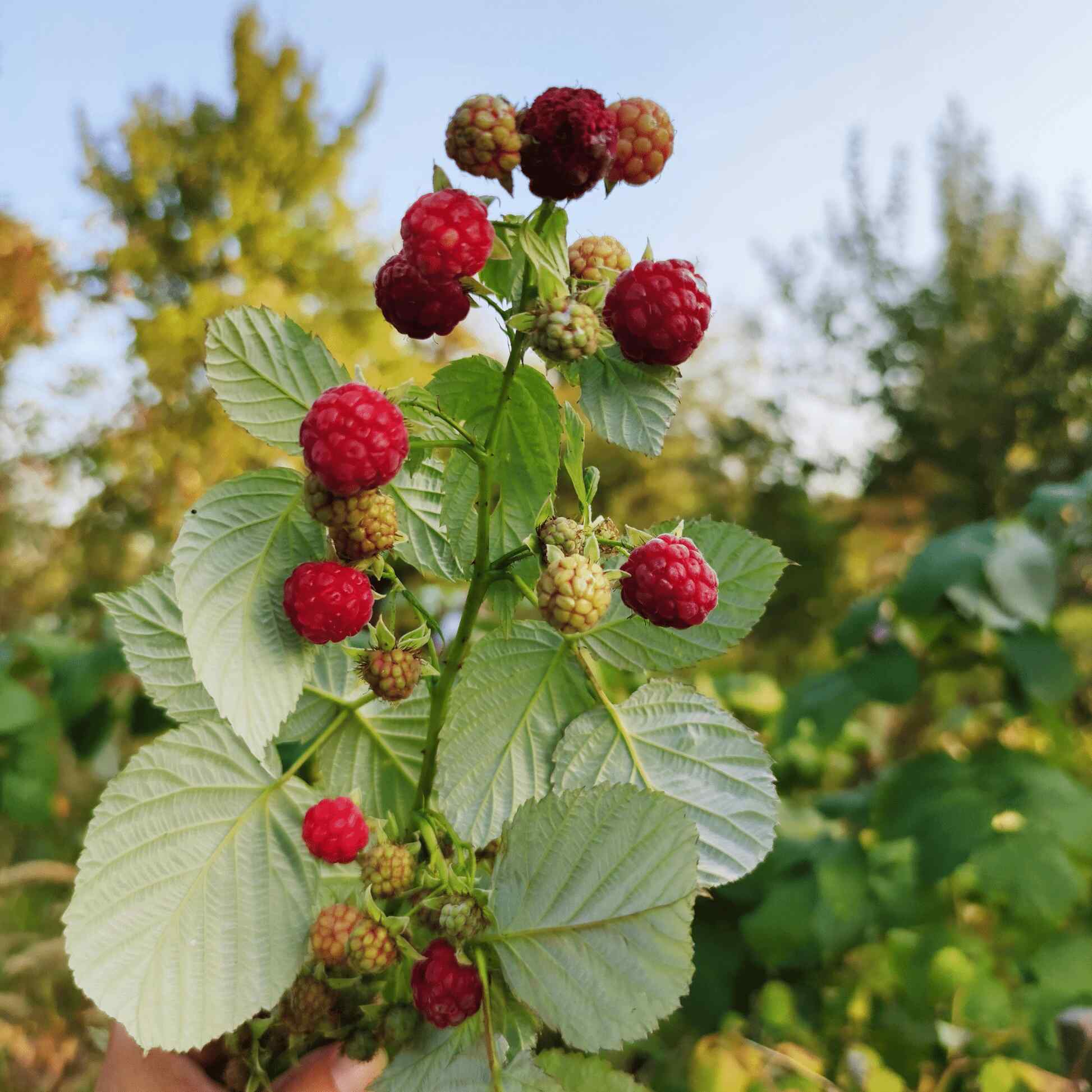 Heritage Raspberry | Seedsplant
