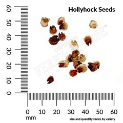 Hollyhock, Indian Spring Mixed Colors Seeds, 800mg