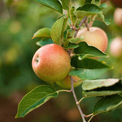 Honeycrisp™ Apple Tree