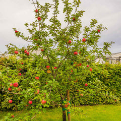 Honeycrisp™ Apple Tree