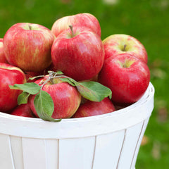 Honeycrisp™ Apple Tree