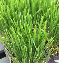 Orchard Grass