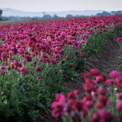 Purple Ranunculus Bulbs Corms Growing Bonsai Roots Rhizomes Tubers Potted Planting Reblooming Fragrant Garden Species Blooms Flower Seeds Plant Gardening