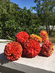 Queeny Lime Orange