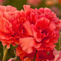 Rose Ranunculus Corms Bulbs Persian Buttercup Growing Bonsai Roots Rhizomes Tubers Potted Planting Reblooming Fragrant Garden Species Blooms Flower Seeds Plant Gardening