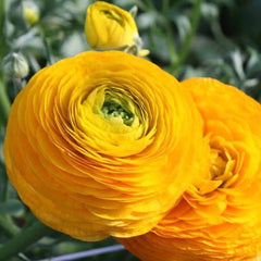 Giallo Ranunculus Bulbs Corms Growing Bonsai Roots Rhizomes Tubers Potted Planting Reblooming Fragrant Garden Species Blooms Flower Seeds Plant Gardening