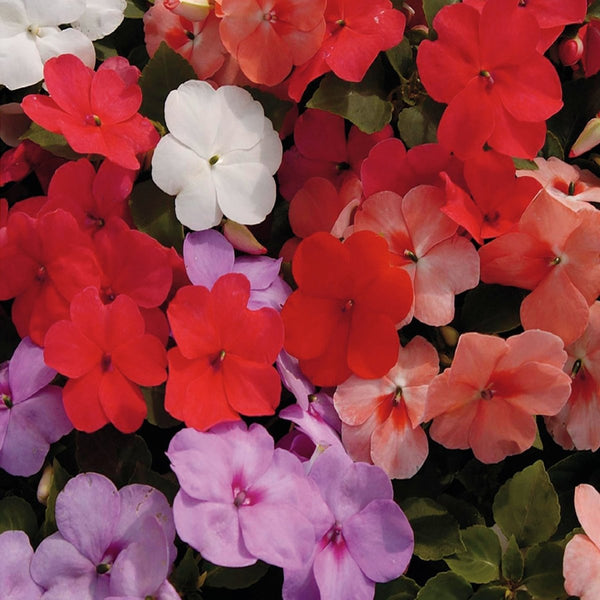 Impatiens, Tropical Fizz Hybrid Seeds, 220mg