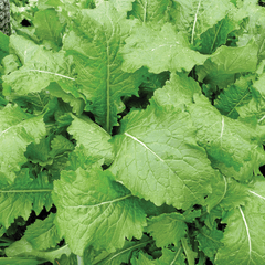 Mustard, India Florida Broadleaf Seeds, 2.5g