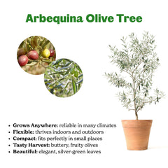 Olive Tree