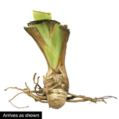 I Am Bearded Iris