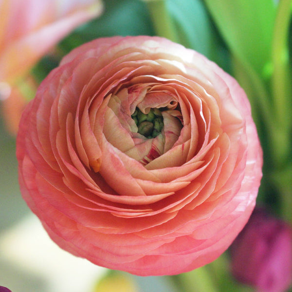 Pretty Ranunculus Corms Bulbs Persian Buttercup Growing Bonsai Roots Rhizomes Tubers Potted Planting Reblooming Fragrant Garden Species Blooms Flower Seeds Plant Gardening