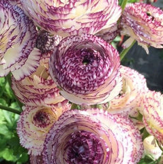 Striato  Ranunculus  Corms Bulbs Growing Bonsai Roots Rhizomes Tubers Potted Planting Reblooming Fragrant Garden Species Blooms Flower Seeds Plant Gardening