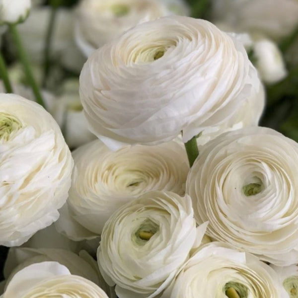 Ranunculus Bianco Corms Bulbs Growing Bonsai Roots Rhizomes Tubers Potted Planting Reblooming Fragrant Garden Species Blooms Flower Seeds Plant Gardening