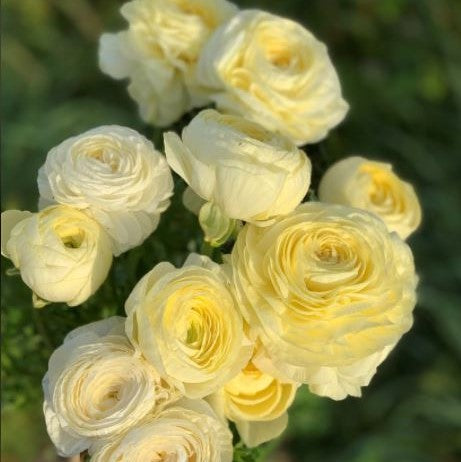 Ranunculus Creamy Corms Bulbs Growing Bonsai Roots Rhizomes Tubers Potted Planting Reblooming Fragrant Garden Species Blooms Flower Seeds Plant Gardening