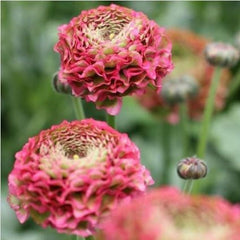 Fanny Ranunculus Corms Bulbs Persian Buttercup Growing Bonsai Roots Rhizomes Tubers Potted Planting Reblooming Fragrant Garden Species Blooms Flower Seeds Plant Gardening