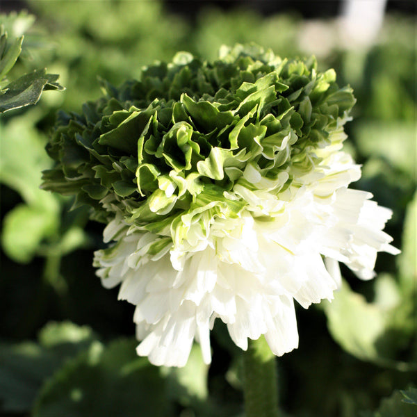 Mix Ranunculus Festival Corms Bulbs Growing Bonsai Roots Rhizomes Tubers Potted Planting Reblooming Fragrant Garden Species Blooms Flower Seeds Plant Gardening