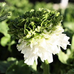 Mix Ranunculus Festival Corms Bulbs Growing Bonsai Roots Rhizomes Tubers Potted Planting Reblooming Fragrant Garden Species Blooms Flower Seeds Plant Gardening - Seedsplant