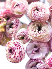 Bianco Striato Ranunculus Corms Bulbs Growing Bonsai Roots Rhizomes Tubers Potted Planting Reblooming Fragrant Garden Species Blooms Flower Seeds Plant Gardening