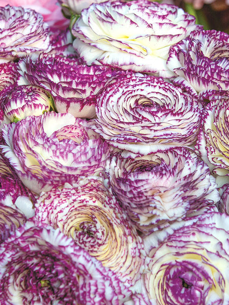 Elegance Bianco Striato Ranunculus Bulbs Red Corms Growing Bonsai Roots Rhizomes Tubers Potted Planting Reblooming Fragrant Garden Species Blooms Flower Seeds Plant Gardening