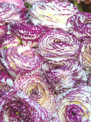 Bianco Striato Ranunculus Corms Bulbs Growing Bonsai Roots Rhizomes Tubers Potted Planting Reblooming Fragrant Garden Species Blooms Flower Seeds Plant Gardening