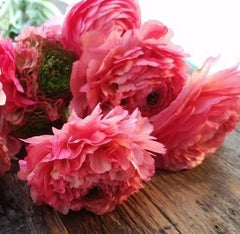 Coral Ranunculus  Corms Bulbs Growing Bonsai Roots Rhizomes Tubers Potted Planting Reblooming Fragrant Garden Species Blooms Flower Seeds Plant Gardening