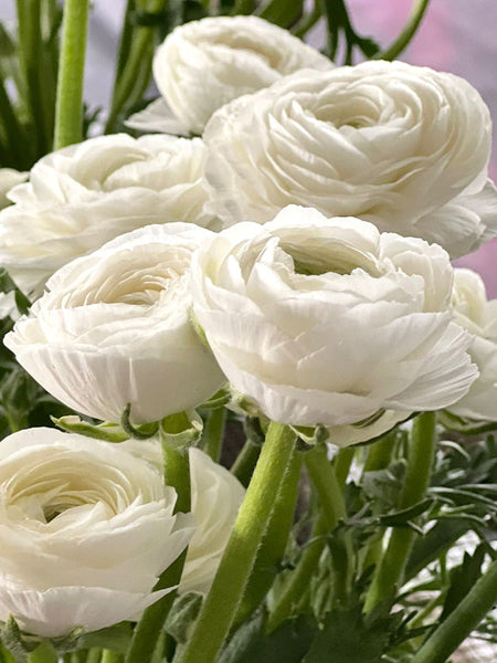 Elegance Bianco Ranunculus Corms Bulbs Persian Buttercup Growing Bonsai Roots Rhizomes Tubers Potted Planting Reblooming Fragrant Garden Species Blooms Flower Seeds Plant Gardening